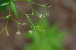 Arkansas bedstraw